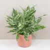 Lopatkovec / Spathiphyllum wallisii ‘Diamond’ Lopatkovec / Spathiphyllum wallisii Diamond panasovana izbova rastlina