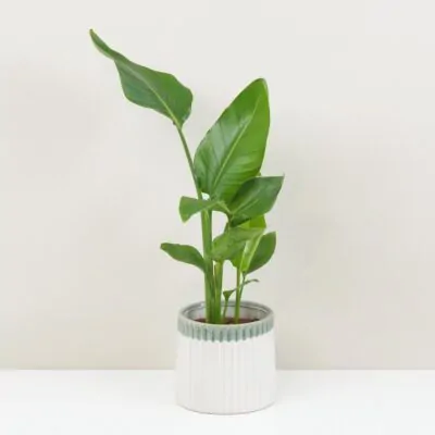 Strelitzia nicolai zelena izbova rastlina