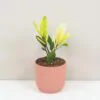 Zamioculcas zamiifolia ‘Chameleon’ Zamioculcas zamiifolia Chameleon vzacna izbova rastlina