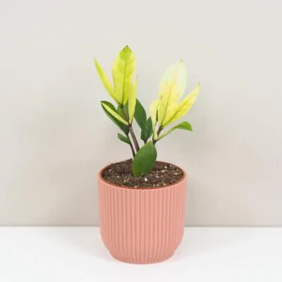 Starostlivosť o Zamiokulkas - nenáročnú rastlinu vhodnú aj pre začiatočníkov Zamioculcas zamiifolia Chameleon vzacna izbova rastlina