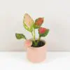 Aglaonema ‘Red Valentine’ malá aglaonema red valentine mala ruzova