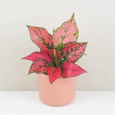 Top 10 nenáročných izbových rastlín pre začiatočníkov aglaonema spicy pink ruzova izbova rastlina