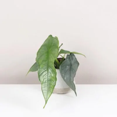 Alocasia heterophylla ‘Dragon's breath’ malá