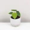 Anthurium clarinervium malé anthurium clarinervium