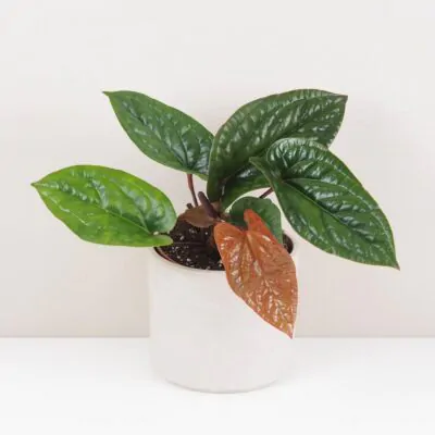 Anthurium: Tipy na starostlivosť o rôzne druhy anthurií anthurium radicans x luxurians vzacna izbova rastlina