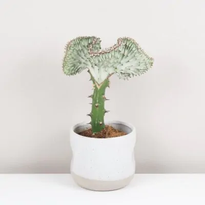 euphorbia lactea cristata svetla sukulent