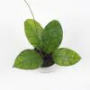 Hoya callistophylla