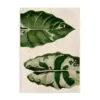 botanicke prianie vzacna alocasia frydek variegata panasovana rasrlinna ilustracia