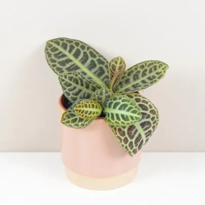 10 rastlín bezpečných pre domáce zvieratká labisia turtle back