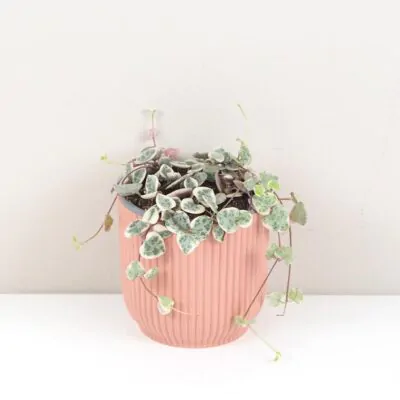 Kaktusy - ako ich pestovať v byte lampasik ceropegia woodi variegata panasovana tahava rastlina srdiecka string of hearts