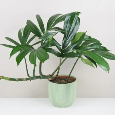 rhaphidophora decursiva maxi zelena izbova rastlina