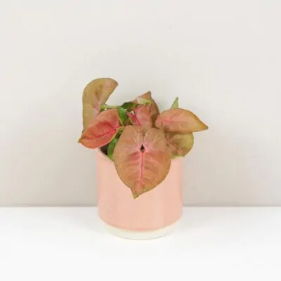 syngonium new dew ruzove izbove rastliny