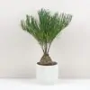Zamia integrifolia zamia integrifolia palma