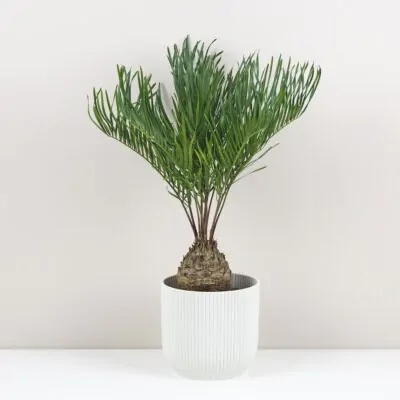 zamia integrifolia palma