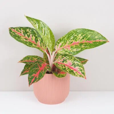 Aglaonema Avocado Red farebna nenarocna izbova rastlina