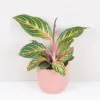 Aglaonema ‘Dreamcatcher’ aglaonema dreamcatcher farebna izbova rastlina nenarocna