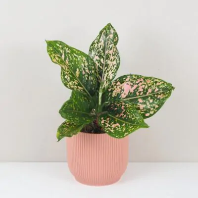 aglaonema pink leopard farebna ruzova izbova rastlina