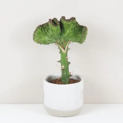 Euphorbia lactea ‘Cristata’ zelená sukulent kaktus
