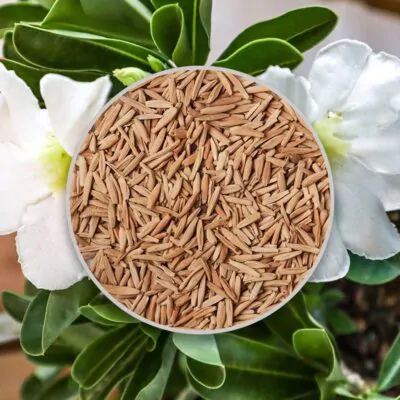 semienka adenium obesum white biele semena izbovych rastlin pestovanie zo semien