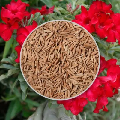 semienka adenium obesum deep red cervene semena izbovych rastlin pestovanie zo semien