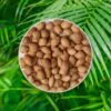 semienka areca dypsis tutescens palma semena izbovych rastlin pestovanie zo semien