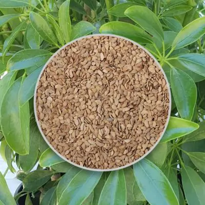 semienka schefflera arboricola semena izbovych rastlin pestovanie zo semien