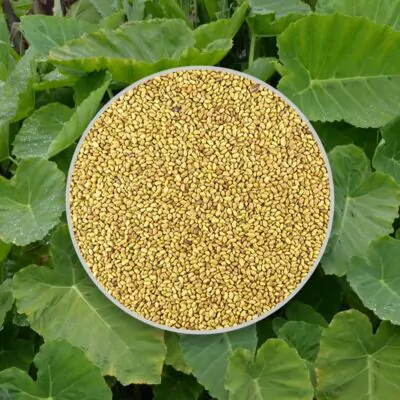 semienka colocasia gigantea semena izbovych rastlina
