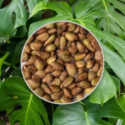 semienka monstera deliciosa semena izbovych rastlin