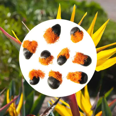 semienka strelitzia mandelas gold zlty kvet semena izbovych rastlina