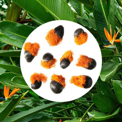 semienka strelitzia reginae oranzovy kvet semena izbovych rastlina