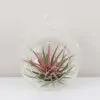 Tillandsia ionantha ružová v aeráriu Tillandsia ionantha ružová v aerariu sklenena nadoba na zavesenie