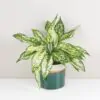 Aglaonema ‘White Kiwi’ aglaonema kiwi nenarocna izbova rastlina