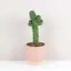 Euphorbia ritchiei Euphorbia ritchiei kaktus sukulent nenarocna izbova rastlina