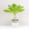Havajská palma / Brighamia insignis Havajska palma Brighamia insignis izbove rastliny