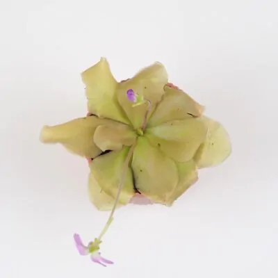 Mäsožravá rastlina Pinguicula Guatemala