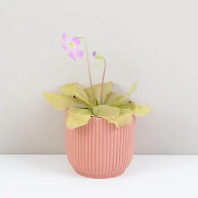 Mäsožravá rastlina Pinguicula Guatemala