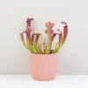 Mäsožravá rastlina Sarracenia tess Masozrava rastlina Sarracenia tess masozravka izbova rastlina