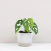 Monstera adansonii Mint baby Monstera adansonii Mint mini tahava panasovana izbova rastlina