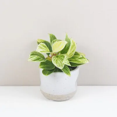 Starostlivosť o Philodendrony / Filodendrony: Rady pre úspešné pestovanie philodendron birkin maly filodendron izbova rastlina