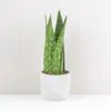 Sansevieria jamaiquina Queen svokrine jazyky plantizia izbova rastlina