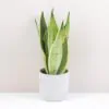 Sansevieria trifasciata ‘Snow White’ sansevieria trifasciata snow White svokrine jazyky nenarocna izbova rastlina cisti vzduch