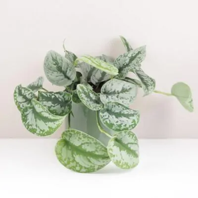 10 rastlín vhodných aj na tienisté miesta Scindapsus pictus Trebie tahava nenarocna izbova rastlina