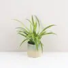 Zelenec / Chlorophytum comosum ‘Ocean’ malý zelenec chlorophytum comosum Ocean nenarocna izbova rastlina cisti vzduch