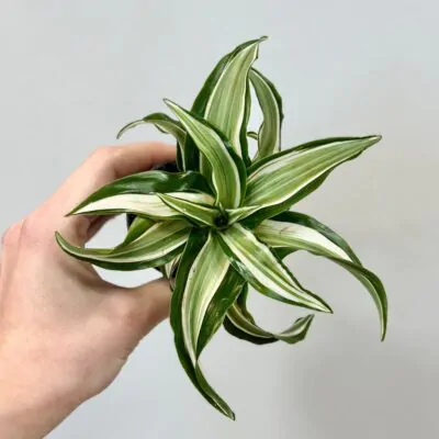 Dracaena fragrans Malaika