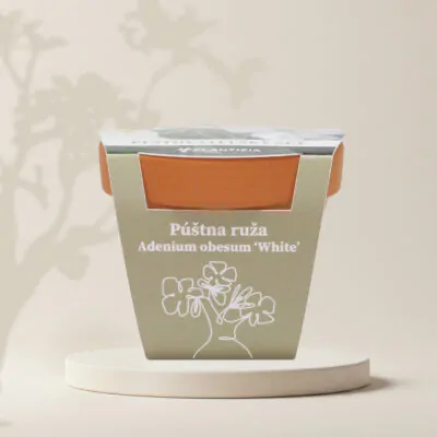 biela pustna ruza adenium obesum white pestovatelsky set zo semien semienka izbovych rastlin