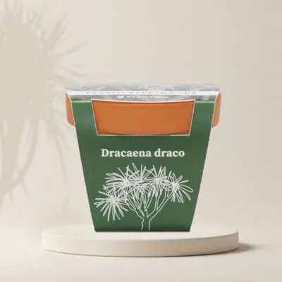pestovatelsky set dracaena draco draci strom zo semien semena izbovych rastlin