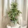 Ficus benjamina ‘Twilight’ ficus benjamina Twilight panasovany fikus