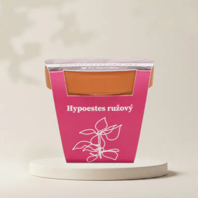 hypoestes ruzovy pestovatelsky set zo semien semienka izbovych rastlin