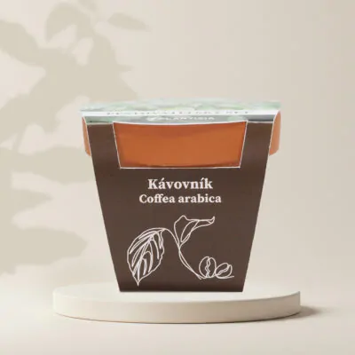 pestovatelsky set kavovnik coffea arabica zo semien semena izbovych rastlin