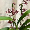 Orchidea Oncidium ‘Tariflor Lady’ Orchidea Oncidium ‘Tariflor Lady’ kvitnuca izbova rastlina